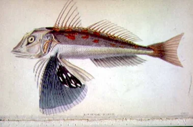 Gurnard de Nouvelle-Zélande gravé par l