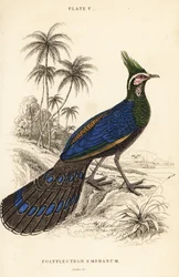 Éperonnier de Palawan, Polyplectron napoleonis