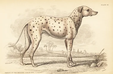 Parent du chien de carrosse moderne, Canis lupus familiaris