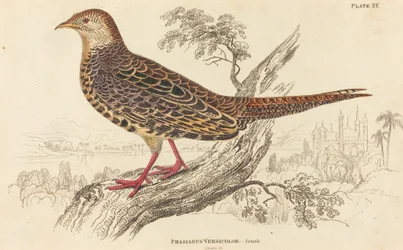 Phasianus Versicolor - Femelle