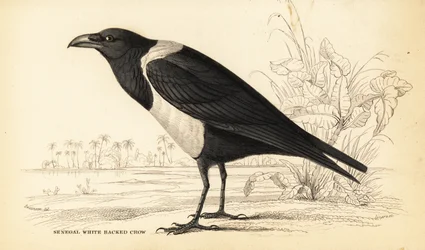 Corbeau pie, Corvus albus