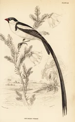 Veuve dominicaine, Vidua macroura (veuve à bec rouge, Vidua erythrorhynchus)