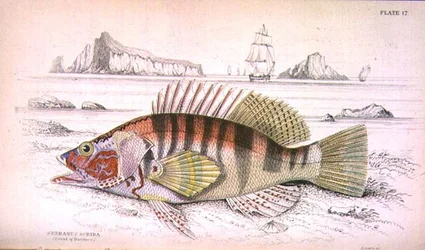 Planche 17 Serbanus Scriba (Île de Baziluzzo), gravé par l