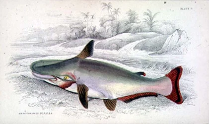 Planche 9 Hypothalmus Davalla gravée par l