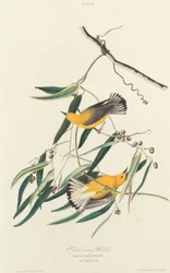 Paruline orangée, 1827