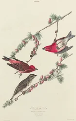 Roselin pourpré, 1827