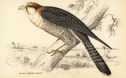 Faucon chicquera, Falco chicquera ruficollis