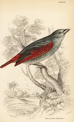 Pytilie à ailes rouges, Pytilia phoenicoptera (Bengali à ailes rouges, Pytilia phaenicoptera)