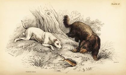 Terrier à poil lisse et terrier écossais ou à poil dur, Canis lupus familiaris (Canis terrarius)