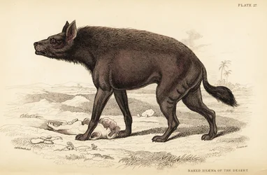 Hyène rayée, Hyaena hyaena (Hyène nue du désert, Hyaena vulgaris)