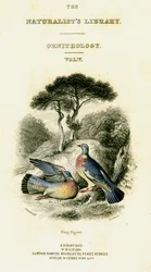 La bibliothèque des naturalistes, ornithologie Vol V, Pigeon ramier