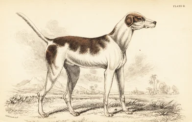 Le chien oriental, Canis lupus familiaris