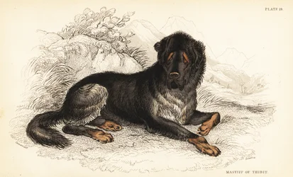 Mastiff tibétain, Canis lupus familiaris (Mastiff du Tibet, Canis urcani)