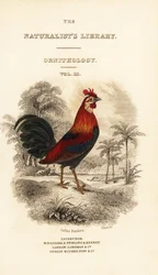 Page de titre avec vignette de coq bankiva (Javanais), Gallus gallus bankiva