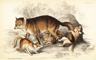 Variété de renard roux, Vulpes vulpes, avec des petits (Renard charbonnier de Bavière, Vulpes alopex)