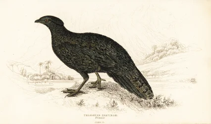 Tragopan occidental ou tragopan cornu occidental, femelle, Tragopan melanocephalus