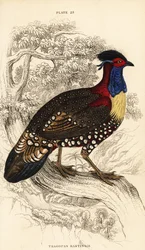 Tragopan occidental ou tragopan cornu occidental, mâle, Tragopan melanocephalus