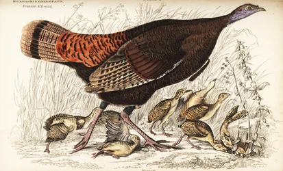 Dinde sauvage, femelle et jeunes, Meleagris gallopavo