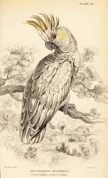 Cacatoès à crête jaune, Cacatua sulphurea