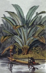Palmier