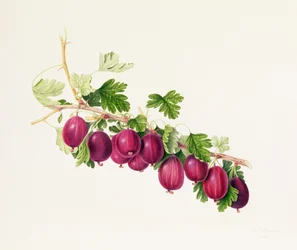 Groseille pourpre