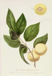 La prune New York Washington, 1821