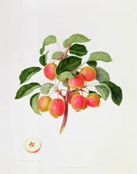 Le Pommier Tartare, 1819
