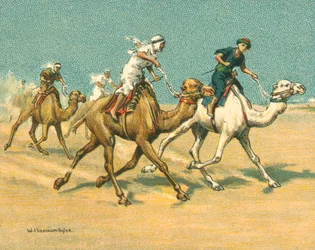 Courses historiques et modernes, courses de chameaux
