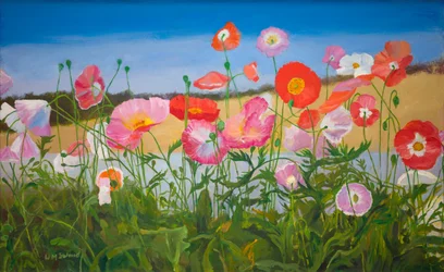 Coquelicots