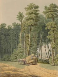 Été - Un Accident de Route. Un aperçu à travers une ouverture de la Forêt Primitive