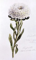Reine-Marguerite, peinte à Bayswater