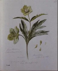 Hellébore vert, peint à Brantwood