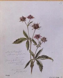 Marsh Cinquefoil, peint à Brentwood