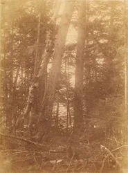 Sans titre, tiré du portfolio The Forest : Bois des Adirondacks