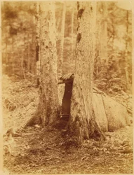 Sans titre, tiré du portfolio The Forest : Bois des Adirondacks