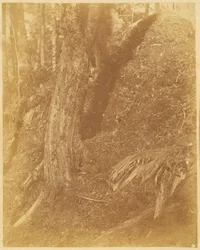 Sans titre, extrait du portfolio The Forest : Bois des Adirondacks