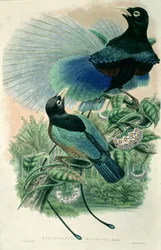 Oiseau de paradis bleu (lithographie en couleur)
