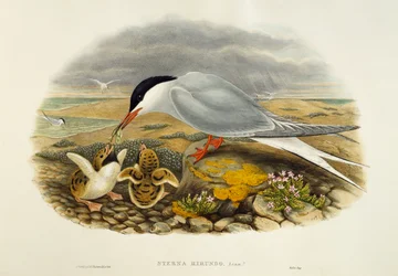 Sterne pierregarin (Sterna hirundo), lithographie de Birds of Great Britain