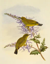 Zostérops à gorge grise (Zosterops rendovae), gravure par William Matthew Hart (1830-1908), Royaume-Uni