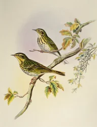 Pipit des arbres indien (Pipastes agilis), lithographie de Birds of Asia
