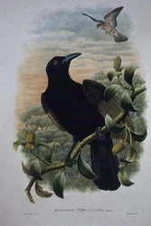 Lucocorax Pyrrhopterus, Paradisier ou Corbeau soyeux
