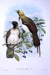 Paradisaea Quilielmi - Petit oiseau de paradis
