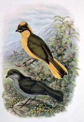 Prinodura Newtoniana, Jardinier doré
