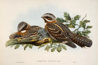 Engoulevent à collier roux (Caprimulgus ruficollis), lithographie de "Les Oiseaux de Grande-Bretagne"