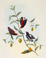 Dicée à dos écarlate (Dicaeum cruentatum), gravure par William Matthew Hart (1830-1908), Royaume-Uni