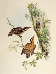 Pic de la Sonde (Dendrocopos moluccensis), lithographie de Birds of Asia