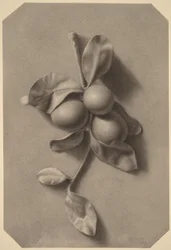 Un rameau de prunes