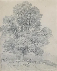 Un orme de montagne à Hawley, Hampshire