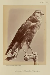 Faucon des marais ; busard