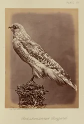 Buse à épaulettes